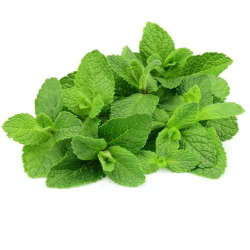 Shop Mint Leaves in UAE (Dubai, Sharjah, Abu Dhabi, Ajman) - FreshNBulk.ae