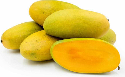 Shop Dasheri Mango in Dubai, Sharjah, Ajman, Abu Dhabi - UAE. - FreshNBulk.ae