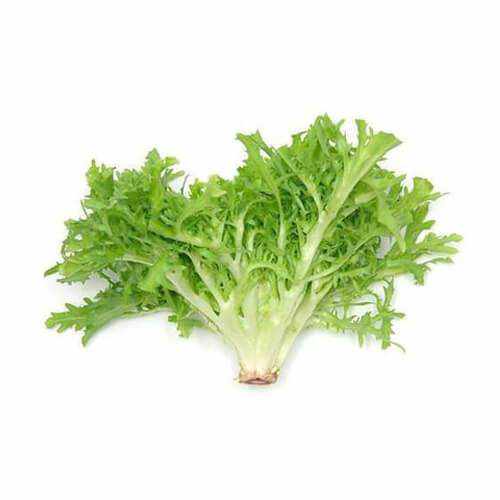 Shop Frisee Green Lettuce in UAE (Dubai, Sharjah, Abu Dhabi, Ajman) - FreshNBulk.ae