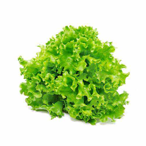 Shop  Lollo Green Bionda lettuce in Dubai, Sharjah, Ajman, Abu Dhabi - UAE in UAE (Dubai, Sharjah, Abu Dhabi, Ajman) - FreshNBulk.ae