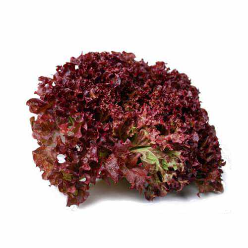 Lollo Rosso Lettuce - Piece-Vegetables-UAE-1 Piece-FreshNBulk.ae