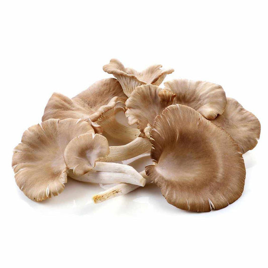 Shop Oyster Mushroom in UAE (Dubai, Sharjah, Abu Dhabi, Ajman) - FreshNBulk.ae