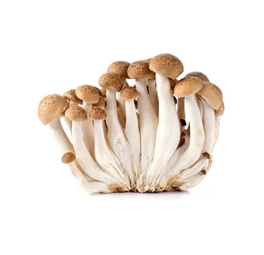 Shop Brown Shimeji Mushroom in UAE (Dubai, Sharjah, Abu Dhabi, Ajman) - FreshNBulk.ae