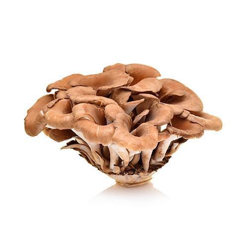 Shop Maitake Mushroom in UAE (Dubai, Sharjah, Abu Dhabi, Ajman) - FreshNBulk.ae