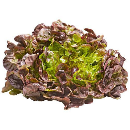 Shop Oakleaf Red Lettuce in UAE (Dubai, Sharjah, Abu Dhabi, Ajman) - FreshNBulk.ae