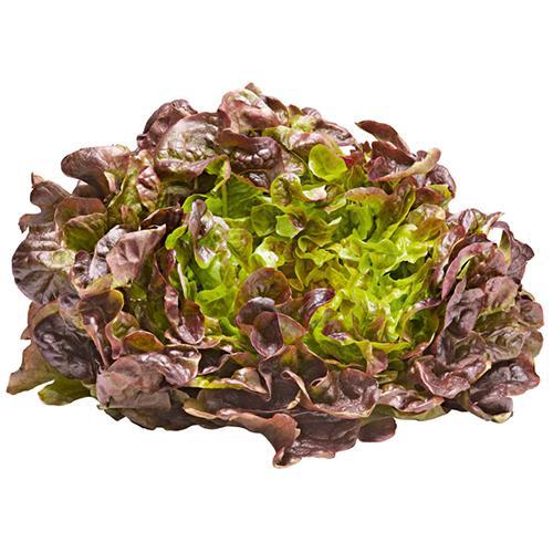 Shop Oakleaf Red Lettuce in UAE (Dubai, Sharjah, Abu Dhabi, Ajman) - FreshNBulk.ae