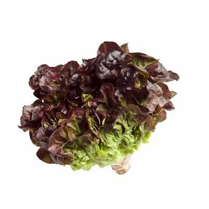 Shop Oakleaf Red Lettuce in UAE (Dubai, Sharjah, Abu Dhabi, Ajman) - FreshNBulk.ae