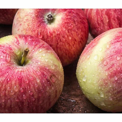 Shop Royal Gala Apple in UAE (Dubai, Sharjah, Abu Dhabi, Ajman) - FreshNBulk.ae