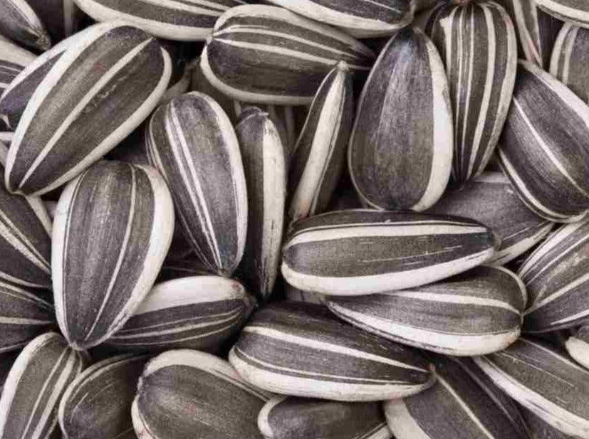 Shop Sunflower Seeds in UAE (Dubai, Sharjah, Abu Dhabi, Ajman) - FreshNBulk.ae