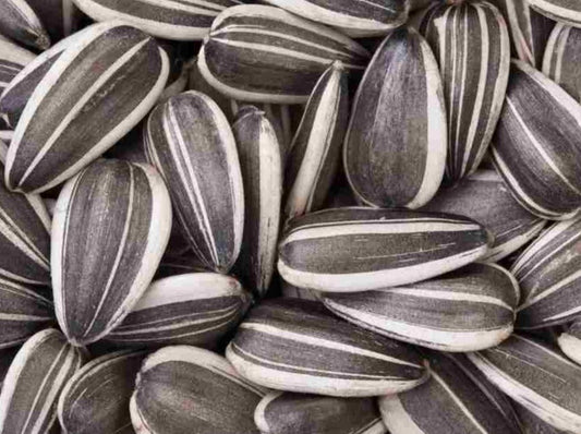 Shop Sunflower Seeds in UAE (Dubai, Sharjah, Abu Dhabi, Ajman) - FreshNBulk.ae