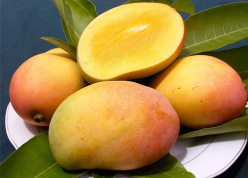 Buy Rajapuri Mango online in Dubai, Sharjah, Ajman, Abu Dhabi - FreshNBulk UAE